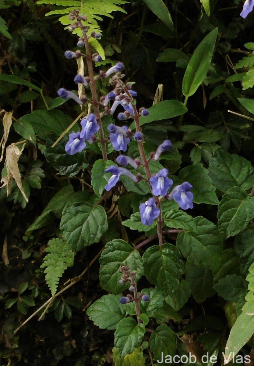 Scutellaria violacea var. violacea Heyne ex Benth.